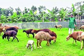 মরু অঞ্চলের দুম্বা পালন, উঠবে কোরবানির হাটে
