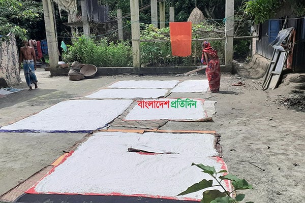 কুমিল্লার উঠানে উঠানে চালের গুঁড়ো শুকানোর উৎসব