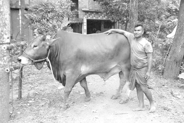 প্রধানমন্ত্রীকে উপহার দিতে চান নিজের পোষা ষাঁড়