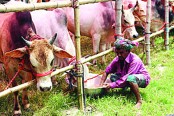 খুলনায় কোরবানির পশু নিয়ে দুশ্চিন্তায় খামারিরা