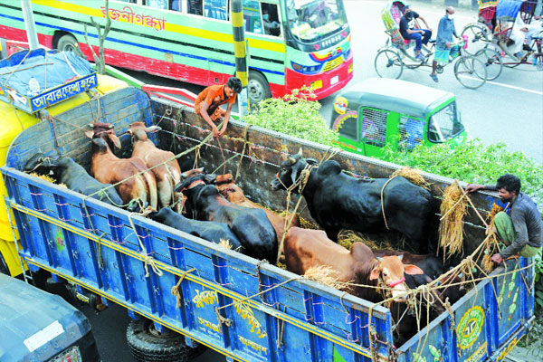 ট্রাকে ট্রলারে গরু আসছে রাজধানীর হাটে