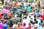 হাটে পশু বেশি বিক্রিও বেশি