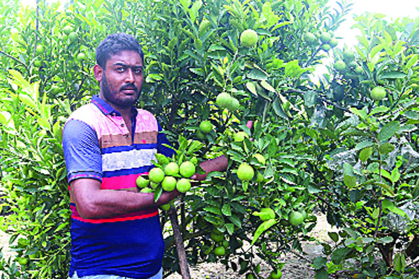 চুয়াডাঙ্গায় মাল্টা চাষে ব্যাপক সাড়া