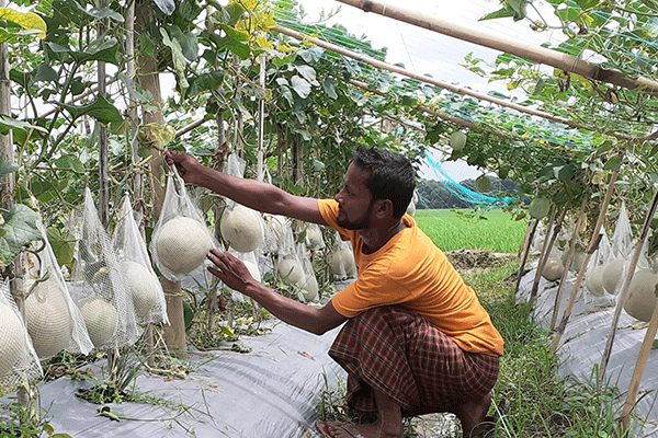 কুমিল্লায় প্রথম মরুর ফল সাম্মাম চাষ 