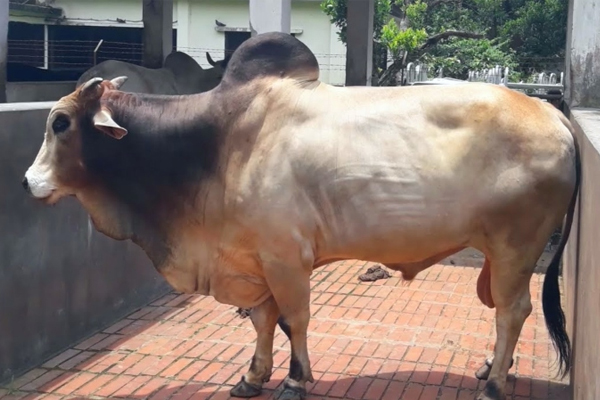 ১৮ ব্রাহামা গরুর বিষয়ে সিদ্ধান্ত নিতে কাস্টমসকে ১৫ দিনের সময়