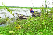 ঘুরগার বিলে সম্ভাবনার হাতছানি