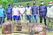 শ্রীমঙ্গলে দুর্লভ প্রজাতির চারটি বন্যপ্রাণী উদ্ধার