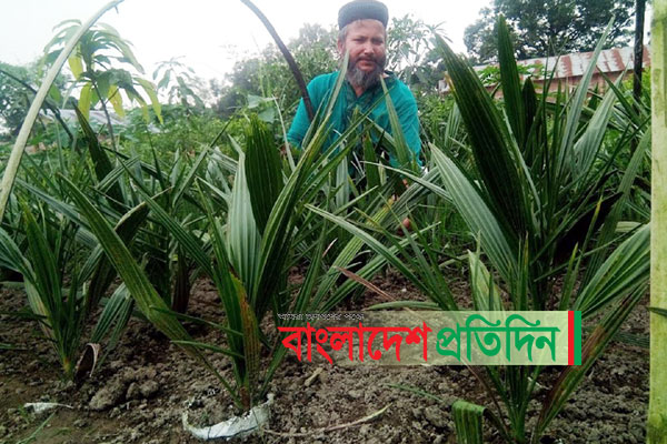 দিনাজপুরে উন্নত জাতের সৌদি খেজুরের চারা উৎপাদন