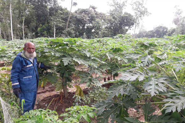 গ্রীনলেডী পেঁপে চাষে সফলতা