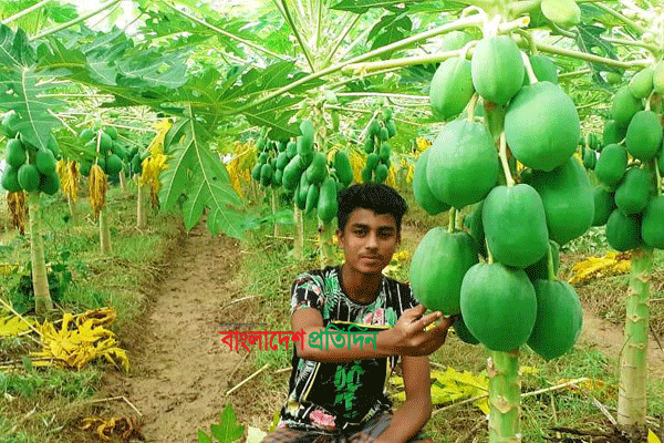 শ্রীমঙ্গলে হাইব্রীড বাবু জাতের পেঁপে চাষে কৃষকের সাফল্য 