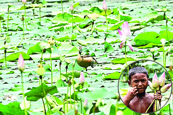 নওগাঁর আলতাদিঘিতে পদ্মফুলের মেলা