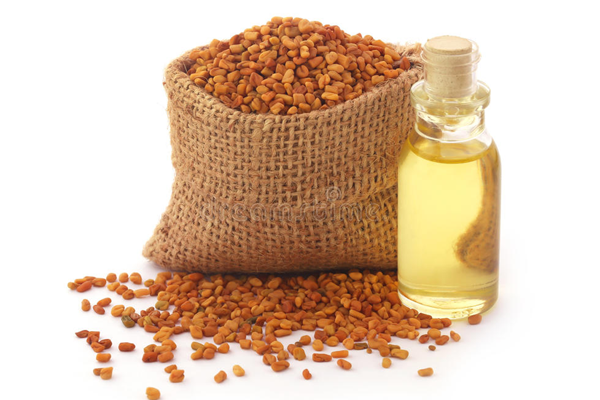 Feel free to leave the responsibility of hair on fenugreek 