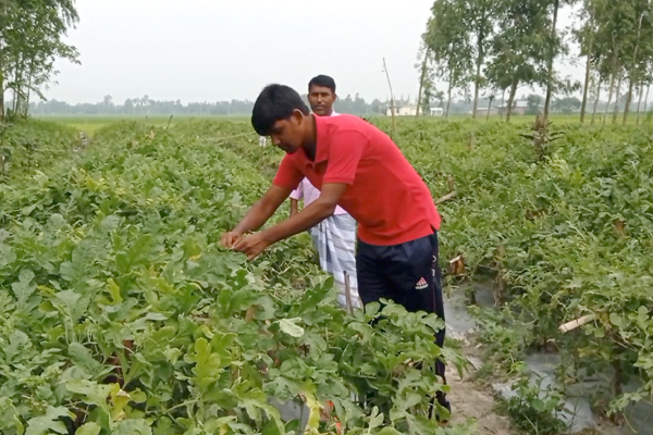 ঠাকুরগাঁওয়ে শিক্ষার্থীর তরমুজ চাষে সাফল্য