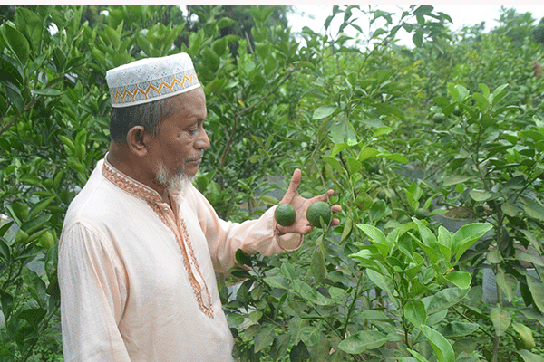 নার্সারির গ্রাম পরিহলপাড়ায় সমৃদ্ধির হাসি