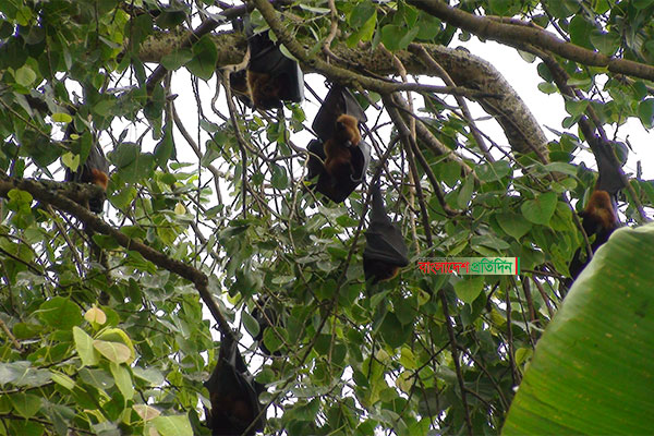 নীলফামারীতে গাছের শাখা-প্রশাখায় ঝুলছে বাদুড় 