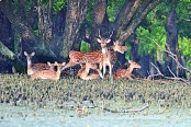 কাল থেকে উন্মুক্ত সুন্দরবন, একসঙ্গে ২৫ জনের বেশি নয়