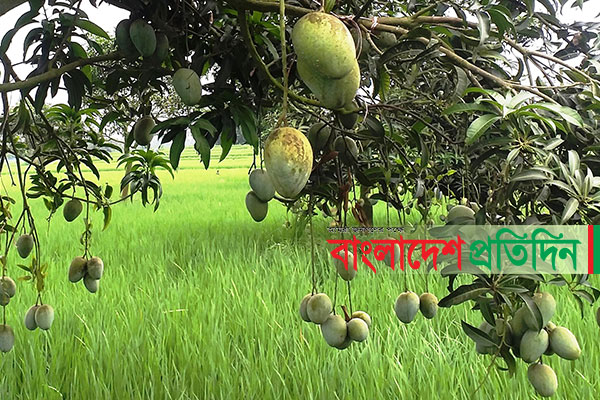 নতুন জাতের আম ‘ইলামতি’