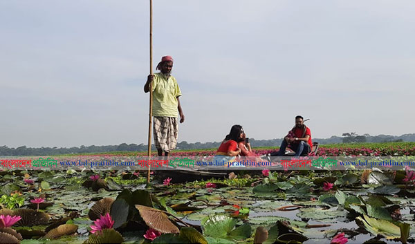 অপরূপ সাজে শাপলার বিল

