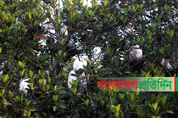 বক-পানকৌড়ির কিচিরমিচির শব্দে মুখরিত বালুবাড়ী এলাকা