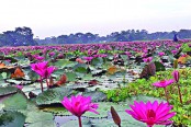 অপরূপ সাজে শাপলার বিল