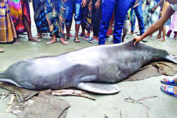 এবার তিস্তায় ভেসে এলো মৃত ডলফিন