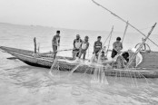 চাঁদপুরে পদ্মা-মেঘনায় ইলিশের দেখা নেই