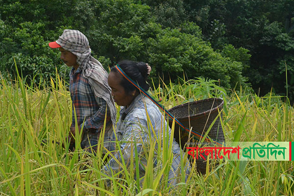 পাহাড়ে জুম তোলার ধুম