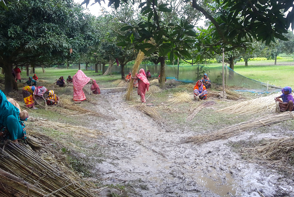 পাটের বাম্পার ফলনে খুশি চাষিরা