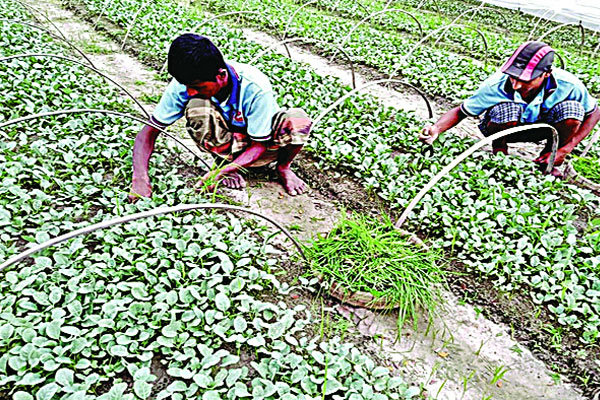 করোনা ও বন্যা দুর্যোগে উত্তরের অর্থনীতি