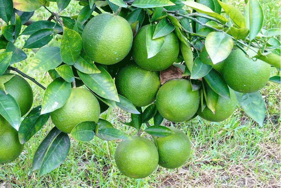 নীলফামারীতে বাণিজ্যিকভাবে মাল্টা চাষ  