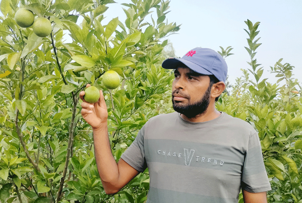 নওগাঁয় মিশ্র ফল চাষে সফলতা