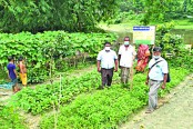 জনপ্রিয় হচ্ছে পুষ্টিবাগান