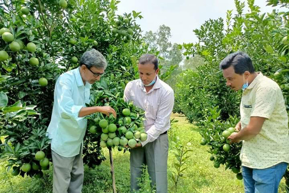 পঞ্চগড়ে দেশের সর্ববৃহৎ মাল্টা বাগান 