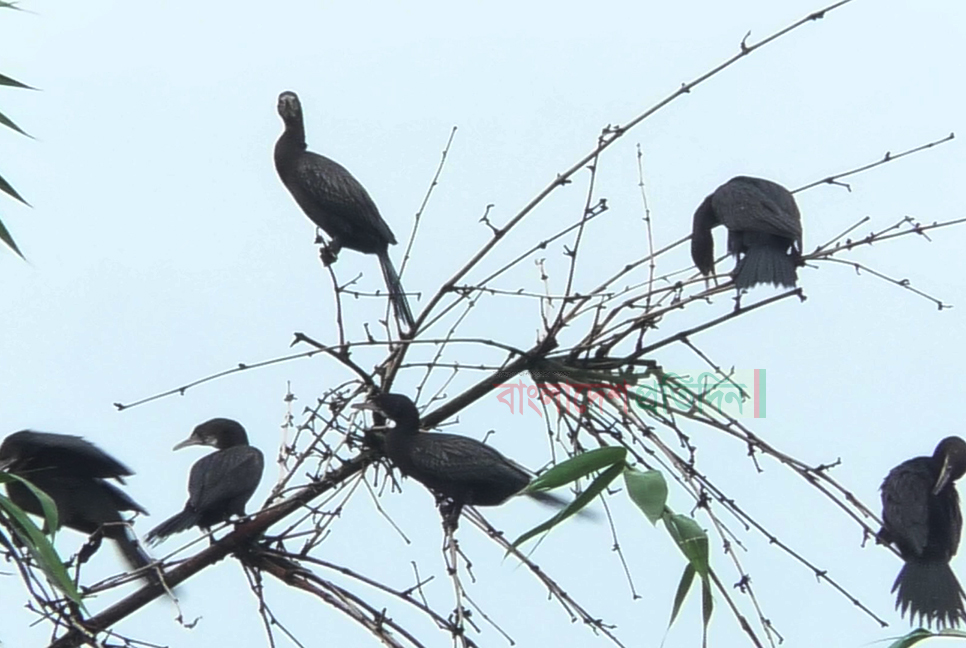 পাখিরাই বদলে দিয়েছে গ্রামের নাম