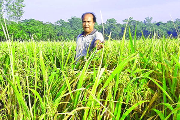 ফাতেমা জাতের ধানে বিঘায় ফলন ৫০ মণ