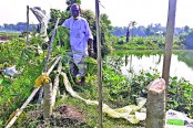 গাছের সঙ্গে শত্রুতা!