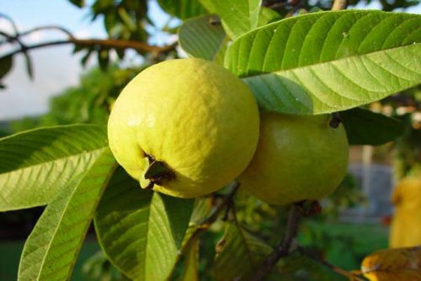 কঠিন ও জটিল রোগ প্রতিরোধে সহায়ক পেয়ারা