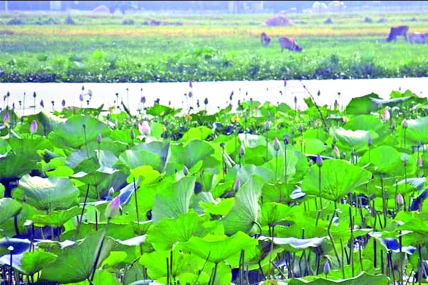 শাপলা পদ্মের স্নিগ্ধতা