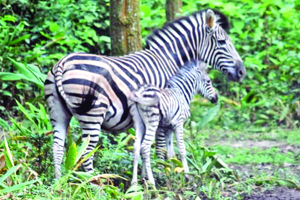 জেব্রা পরিবারে নতুন অতিথি