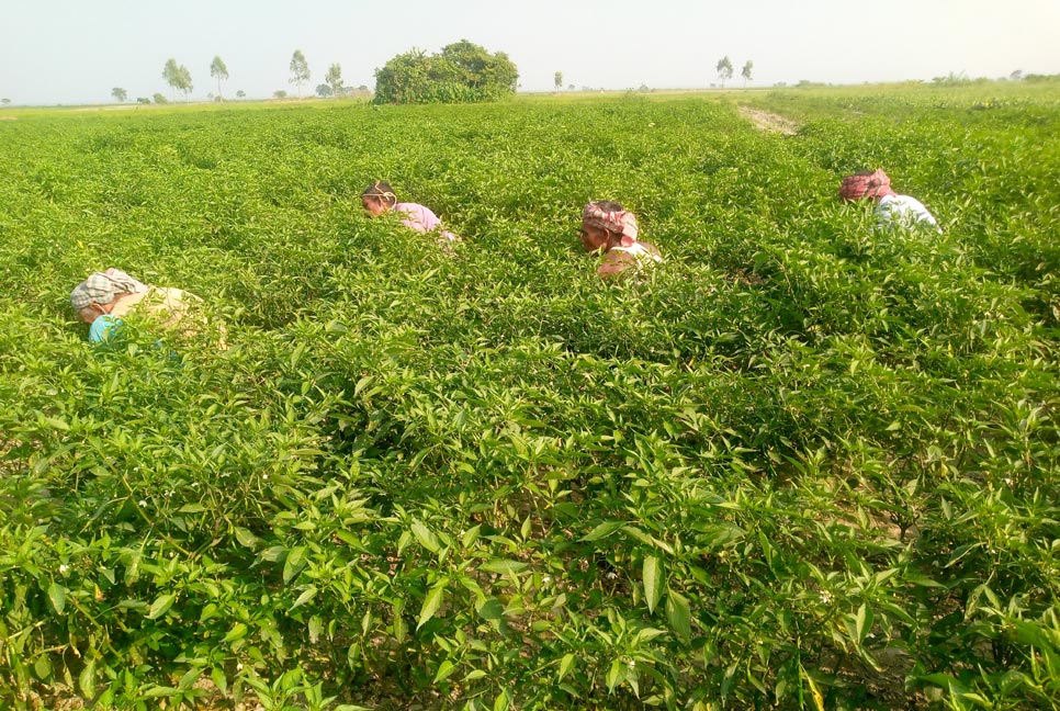 বগুড়ায় মরিচ চাষে ব্যস্ত চাষিরা