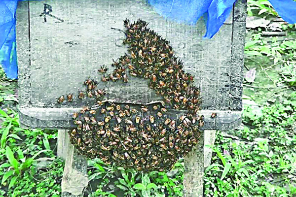 কুলের ফুল থেকে মধু 