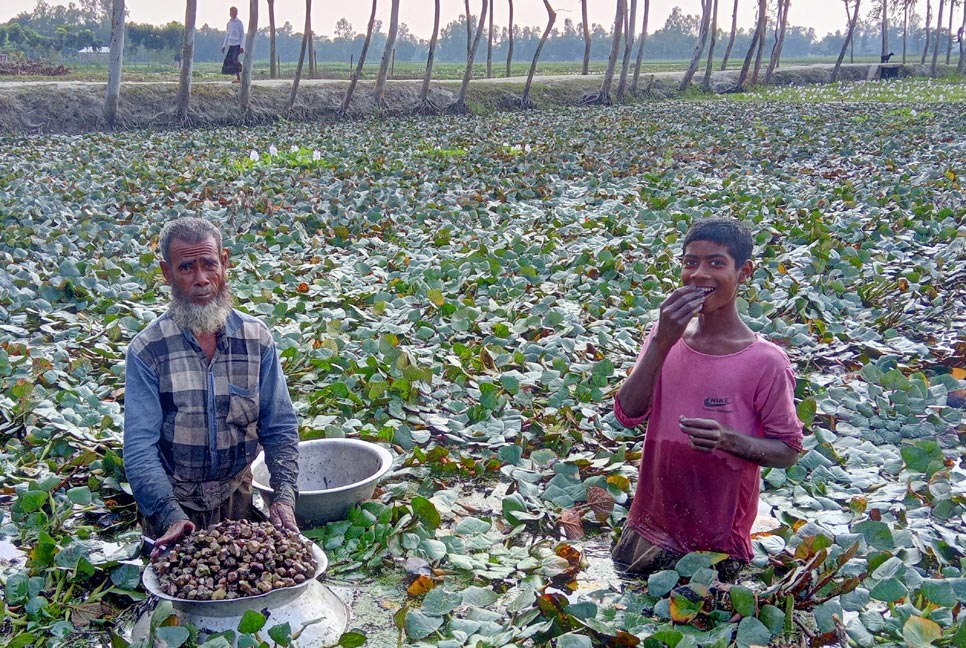 বদ্ধ জলাশয়ে পানিফল চাষে সাফল্য 