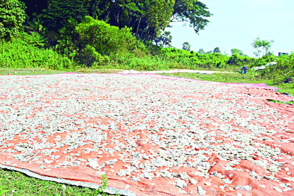 কুমিল্লার মাছের উচ্ছিষ্ট যাচ্ছে চীন-জাপান