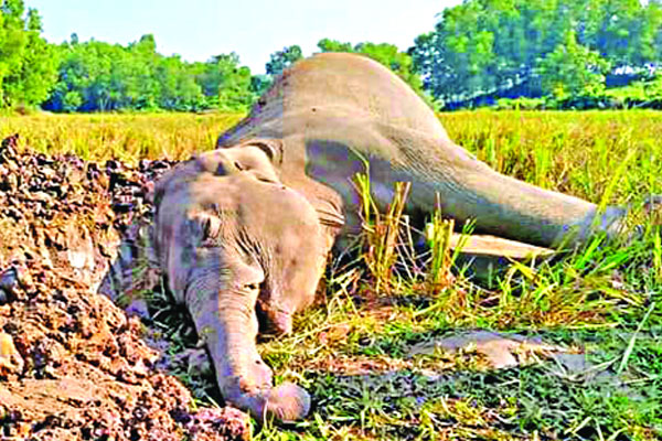 নালিতাবাড়ী সীমান্তে বন্যহাতির মৃত্যু