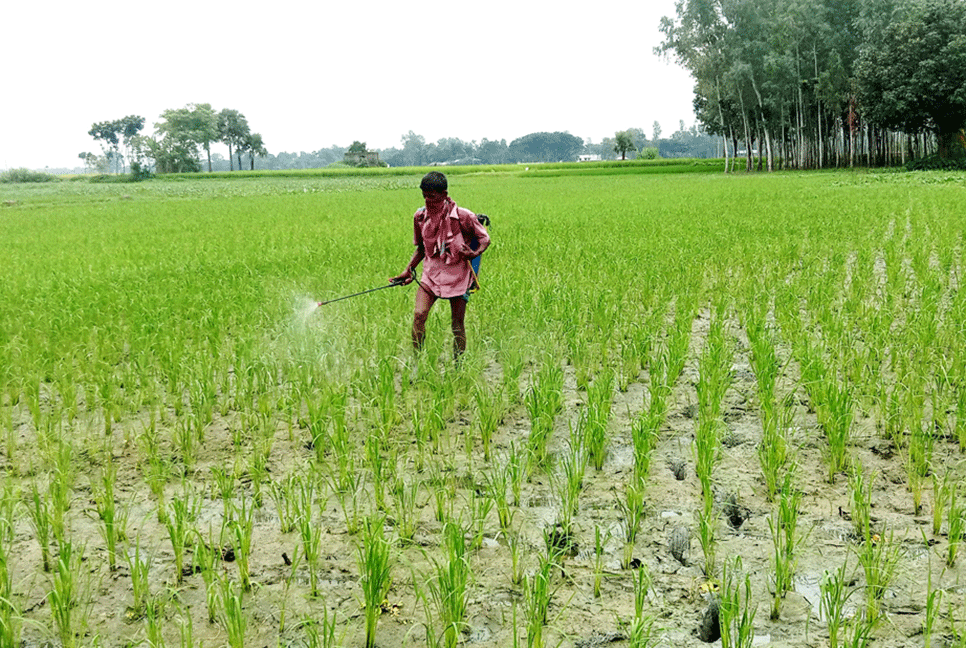 কীটনাশক ব্যবহারে স্বাস্থ্য ঝুঁকিতে নওগাঁর কৃষক