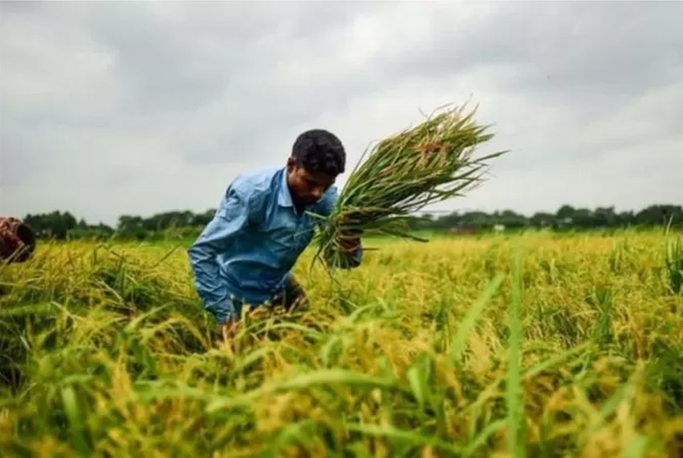 বাংলাদেশের কৃষিতে পালাবদলের নেপথ্যের দুই তারকা


