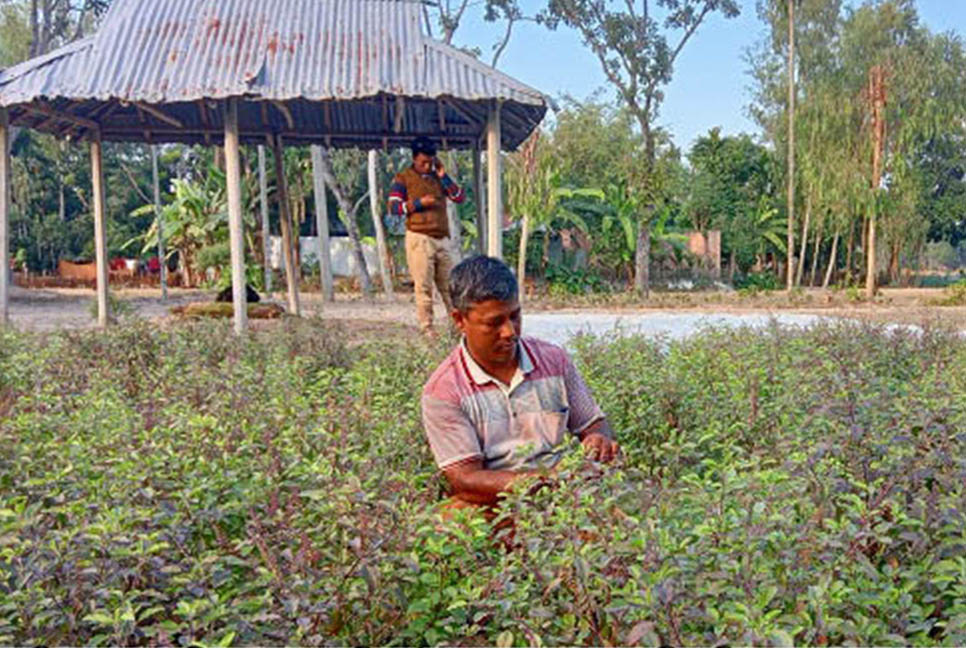 ঔষধি বাগানে ভাগ্য বদল