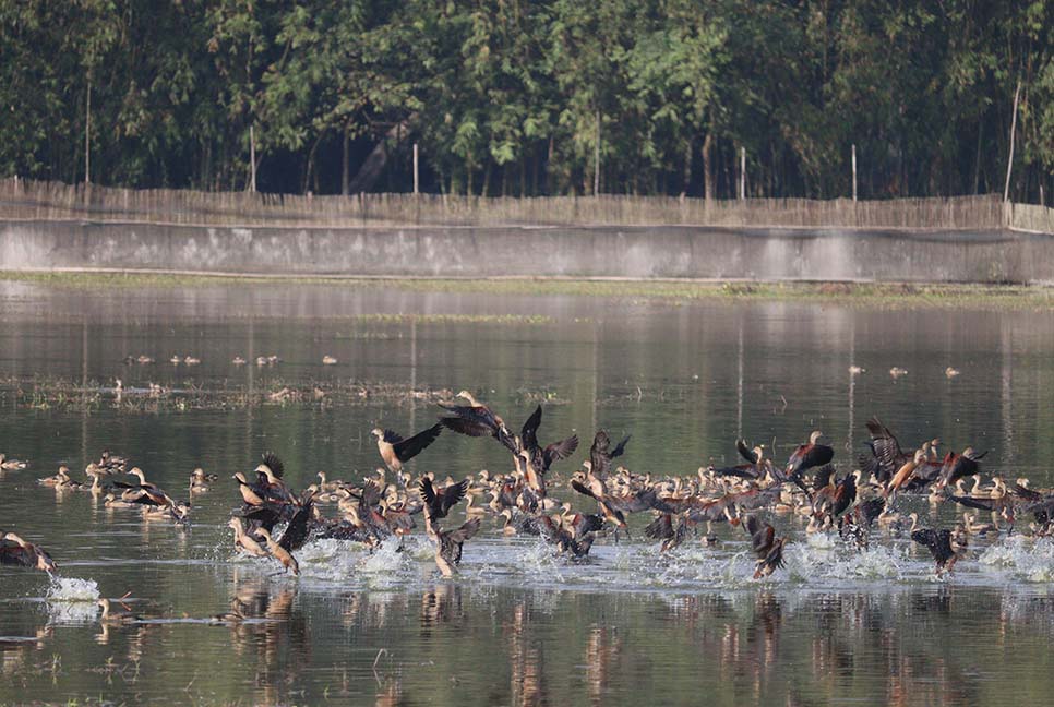 বাফলার বিলে অতিথি পাখির মেলা