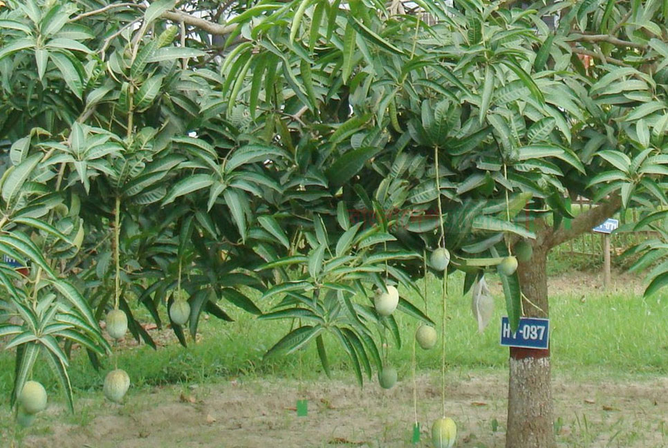 গোপালভোগ আমের বিকল্প নতুন জাত বারি ১৮