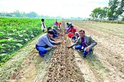 ছড়িয়ে পড়ছে টিউলিপ চাষ